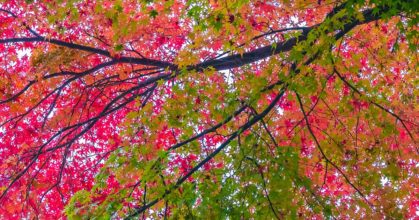 Beautiful red and Belles feuiles d’érable rouge vert arbre