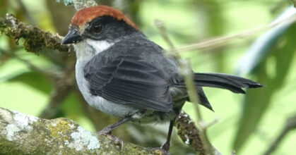 IA-biodiversite-Atlapetes-blancae