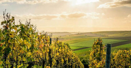 vignoble-terroir
