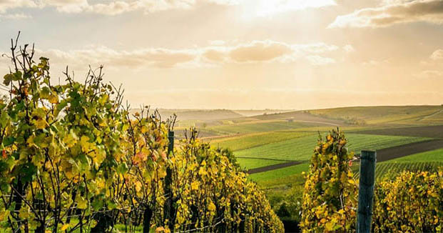 vignoble-terroir